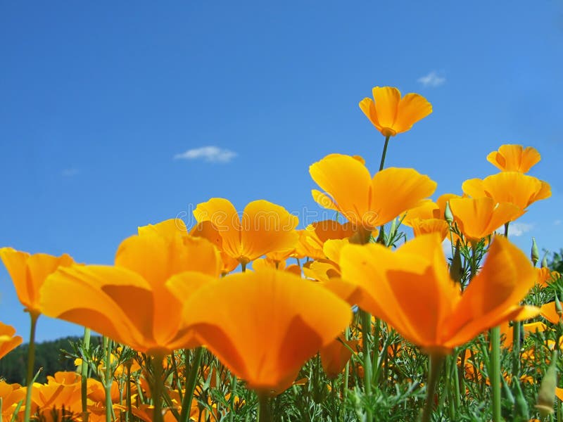 Poppy field