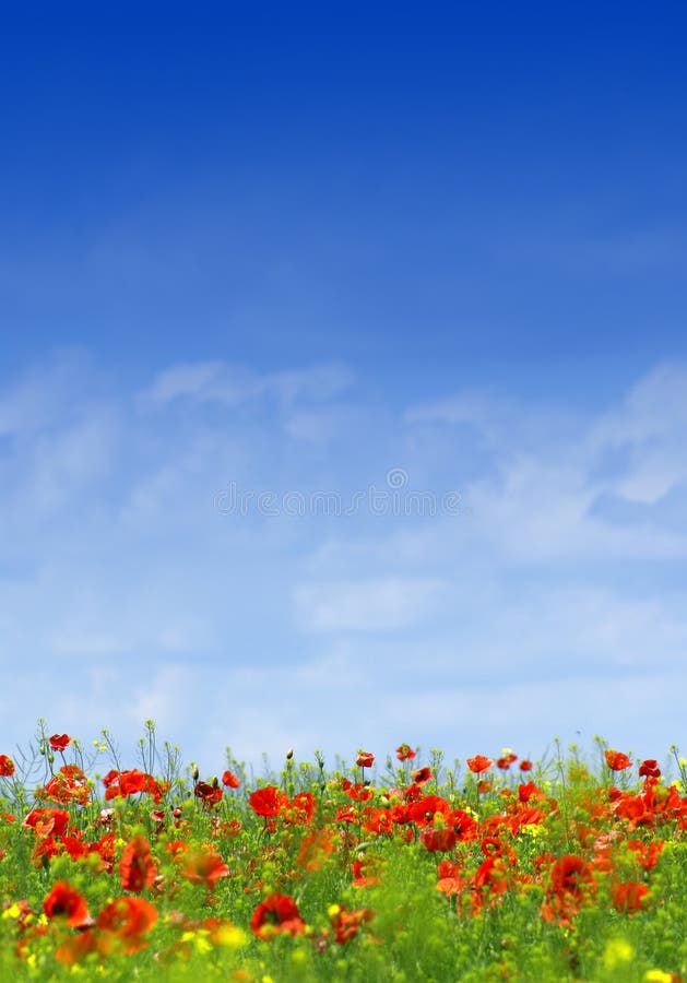 Poppy field