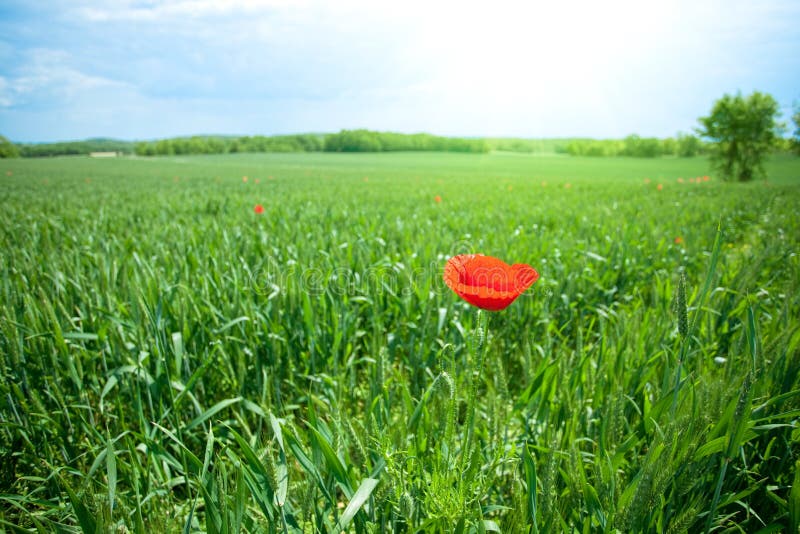 Single poppy in sunlight stock image. Image of lush, verdant 14357697