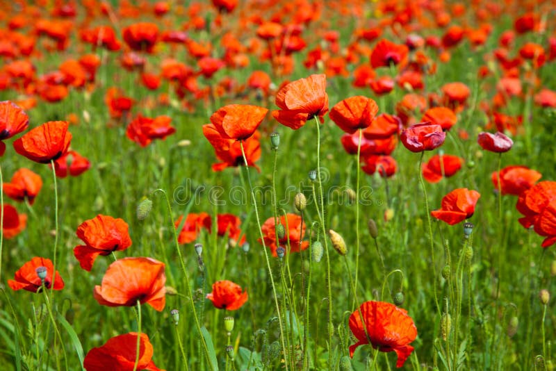 Poppy field