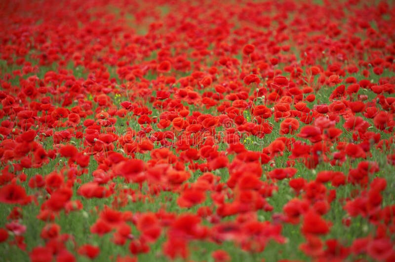 Poppy field