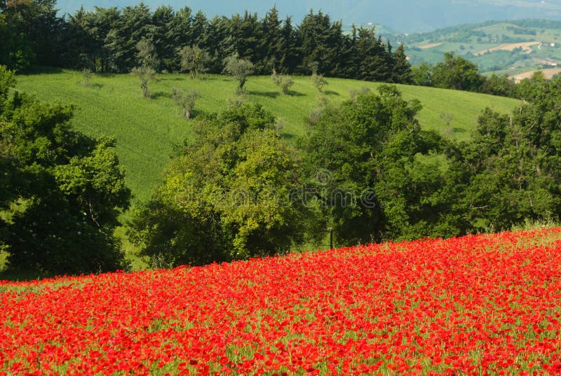 Poppy field