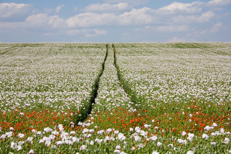 Poppy field