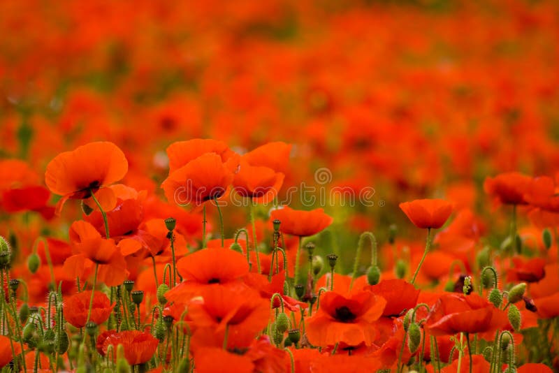 Poppy field