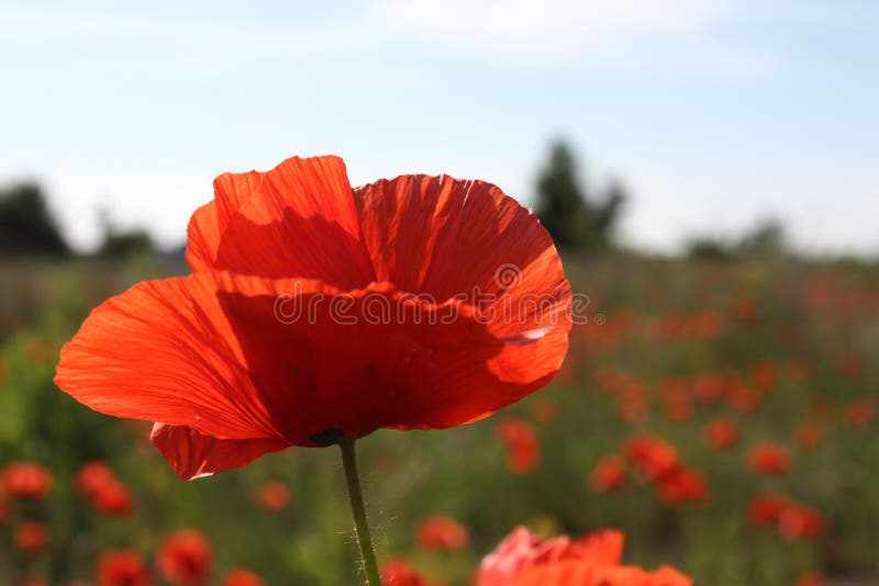 Poppy field