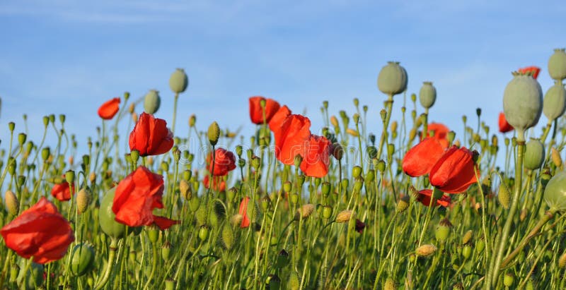 Poppy field stock image. Image of blue, cloud, fresh - 34989055