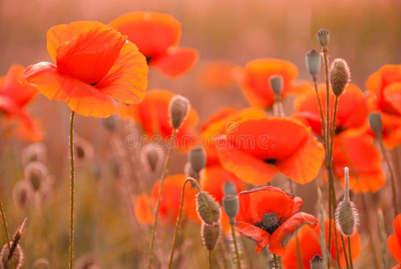 Poppy field in Crimea