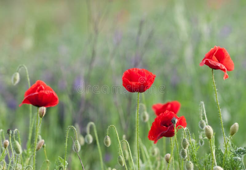 Poppy field