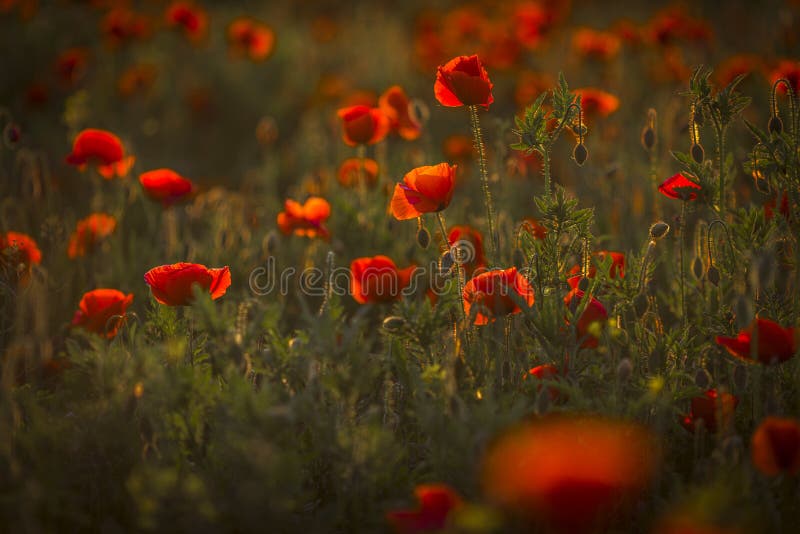 Poppy Field Stock Photo Image Of Herbs Meadow Flower 92652348