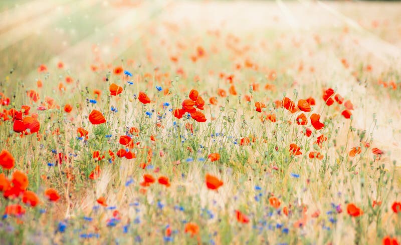 Poppy Field stock image. Image of flower, cheerful, bright - 149603