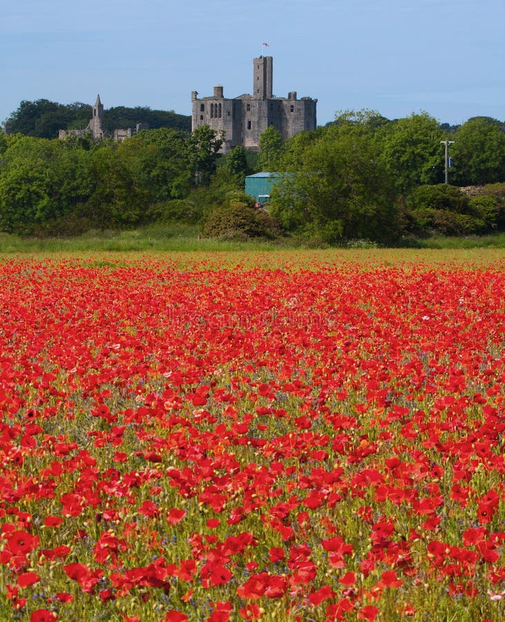 Poppy field at Warkworth