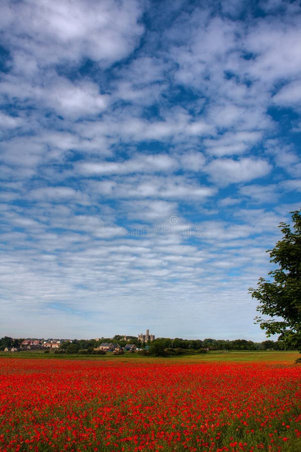 Poppy field at Warkworth