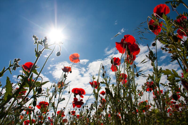 Poppy field at Warkworth