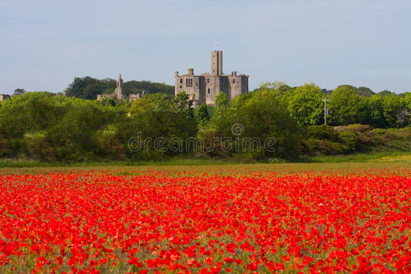 Poppy field at Warkworth