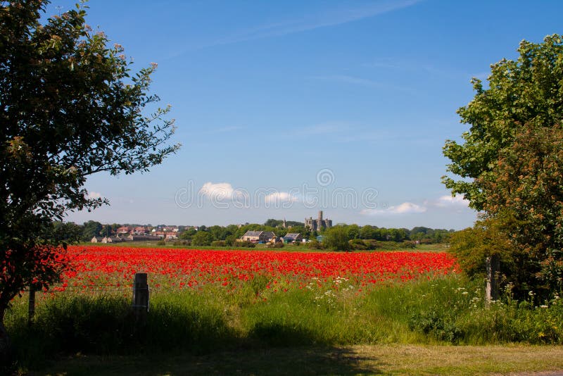 Poppy field at Warkworth