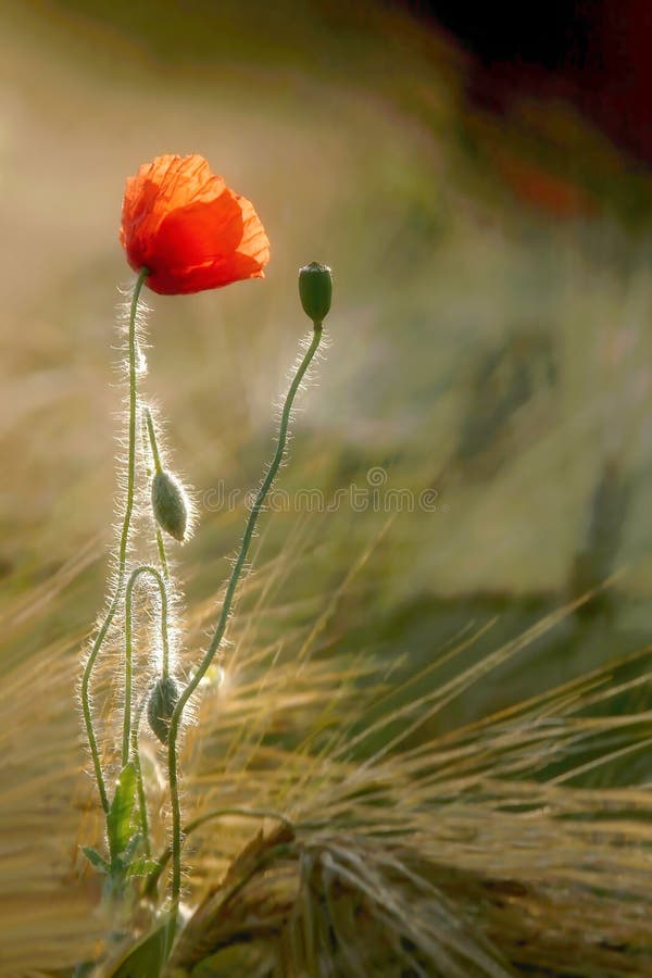 Poppy on a field of wheat at sunrise