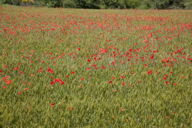 Poppy Fields in Provence France Stock Photo Image of vibrant, france