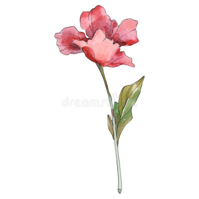 Poppy floral botanical flower. Watercolor background illustration set. Isolated poppy illustration element. stock photos Poppy floral botanical flower. Watercolor background illustration set. Isolated poppy illustration element. stock photos