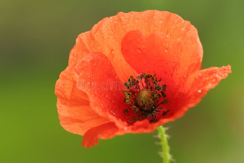 Poppy flower