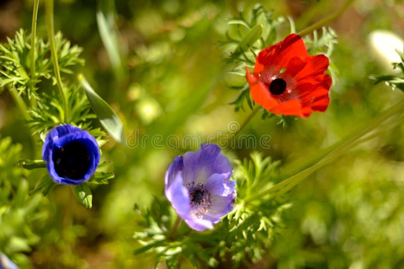 Poppy flower