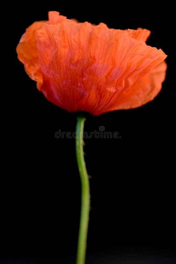 Poppy flower royalty free stock photo