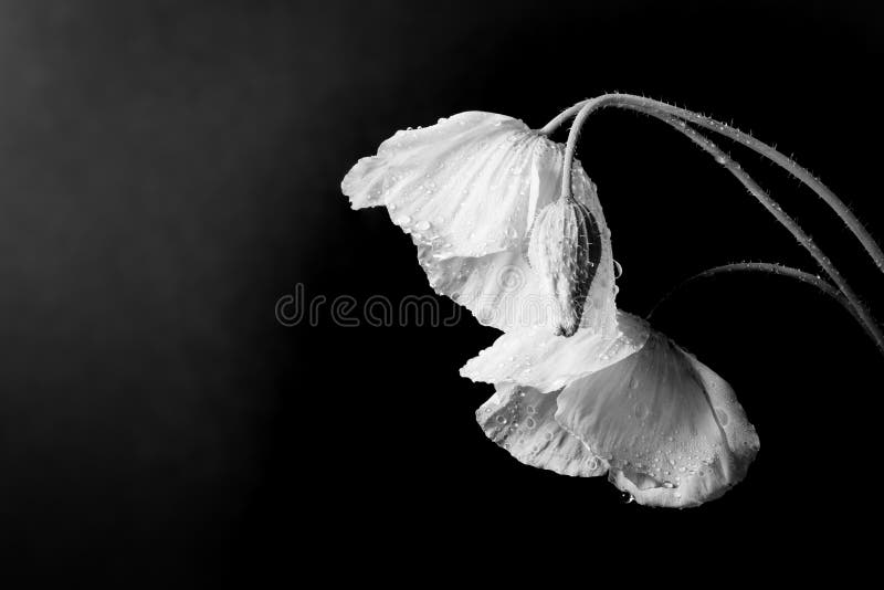 Poppy Flower, Black & White Stock Image Image of petals, background