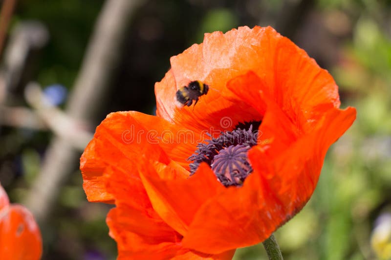 Poppy Flower in Bloom Wtih Flying Bee Stock Photo Image of color
