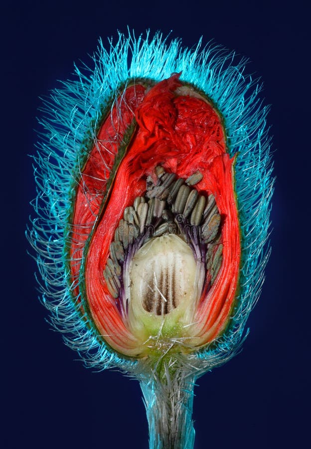 Poppy flower bud cut in half stock images Poppy flower bud cut in half stock images