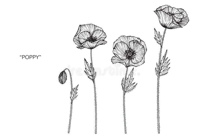 Poppy Flower Drawing Illustration. Black And White With Line Art. Stock ...