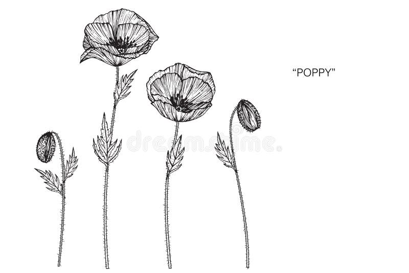 Poppy Flower Drawing Illustration. Black and White with Line Art. Stock ...