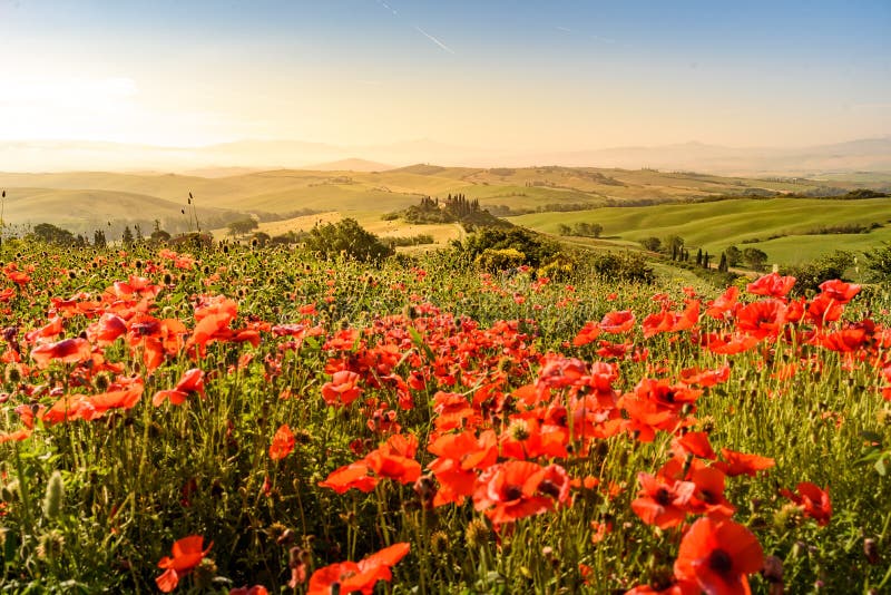 Poppy flower field in beautiful landscape scenery of Tuscany in Italy, Podere Belvedere in Val d Orcia Region - travel destination