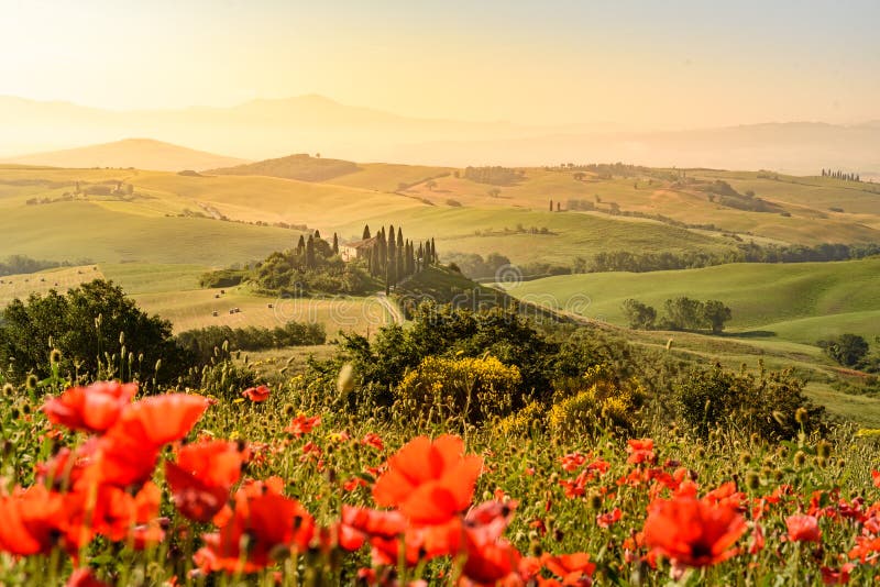 Poppy flower field in beautiful landscape scenery of Tuscany in Italy, Podere Belvedere in Val d Orcia Region - travel destination