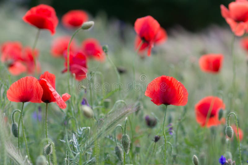 Poppy flower field stock photos