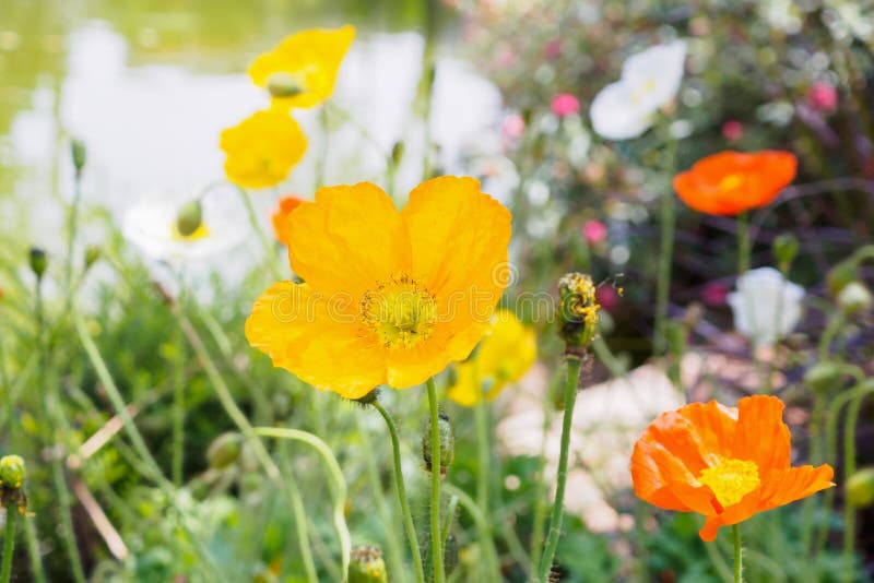 Poppy flower in the garden stock image. Image of flowers 122830451
