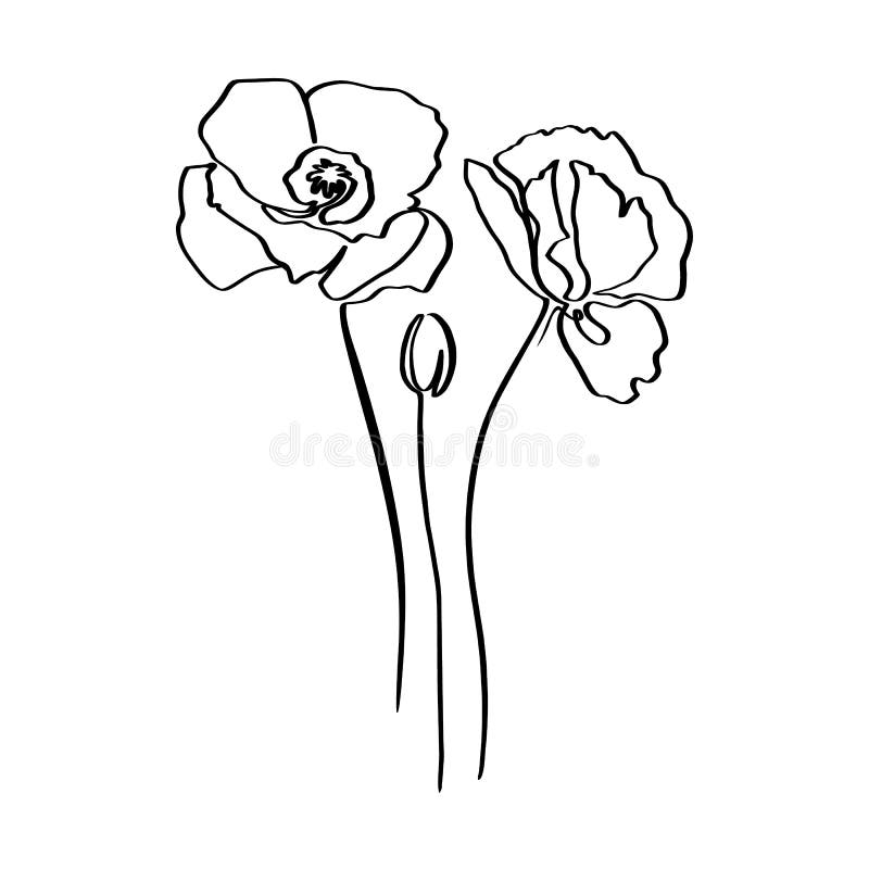 Poppy Flower, kontinuerlig linjedragning Vektorabstrakt anläggning i ett trendy minimalistiskt format stock illustrationer