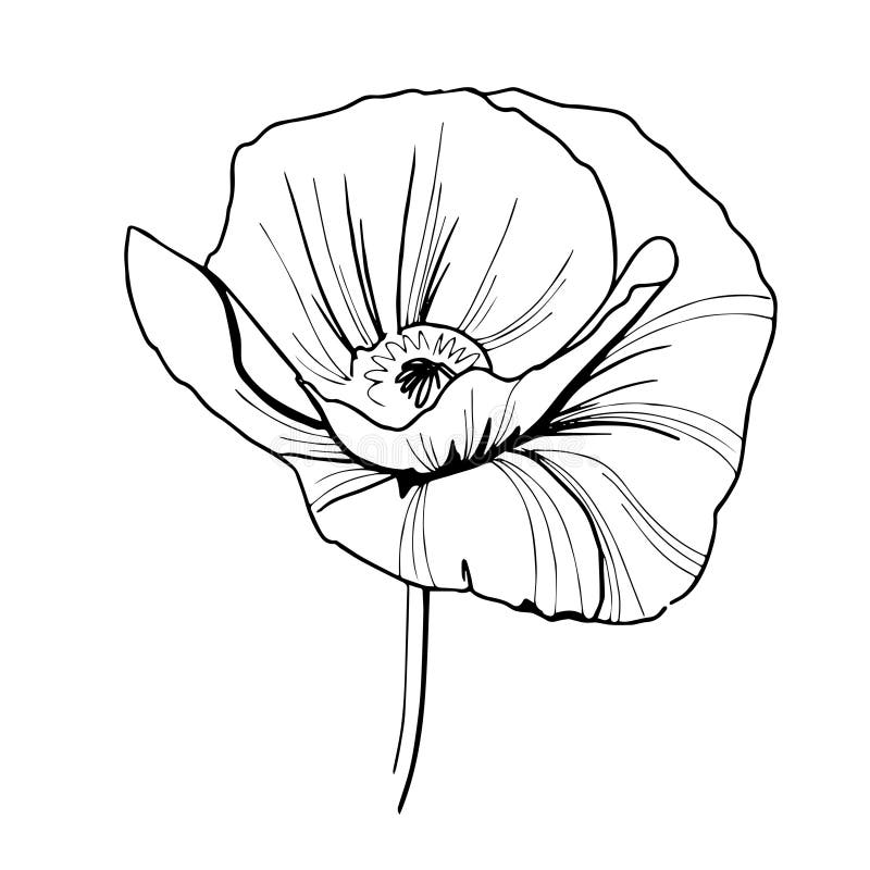 Easy contour flower drawing - tyreditalia