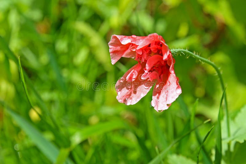 Poppy Flower na regen royalty-vrije stock foto's Poppy Flower na regen royalty-vrije stock foto's
