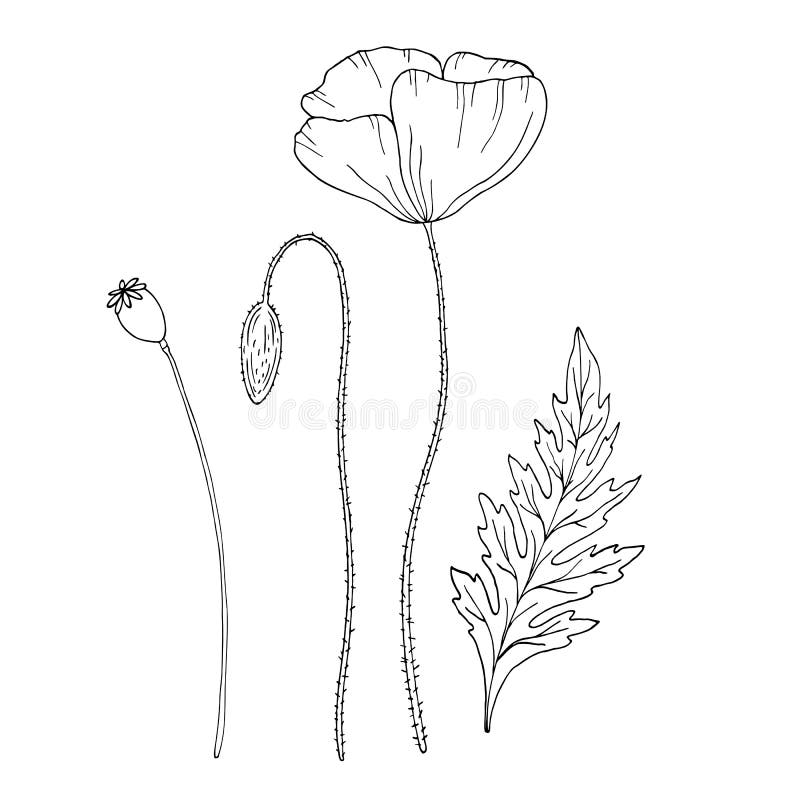 Poppy Flower. Pap Ver. Stem and Leaf. Elements for Design. Hand Drawn ...