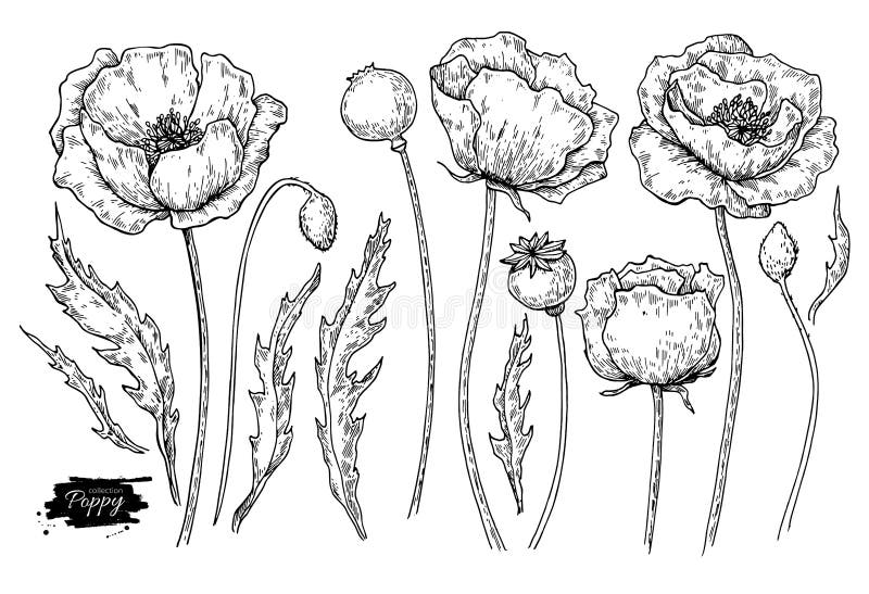 Poppy Flower Vector Drawing Set. Isolated Wild Plant and Leaves Stock ...