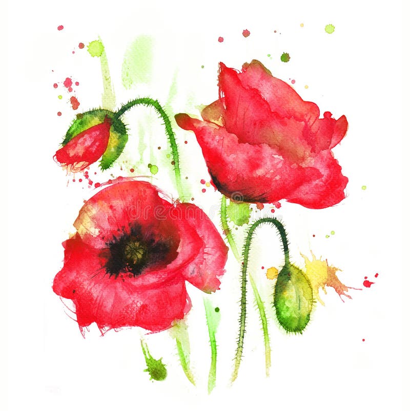 Poppy flower stock illustration Poppy flower stock illustration