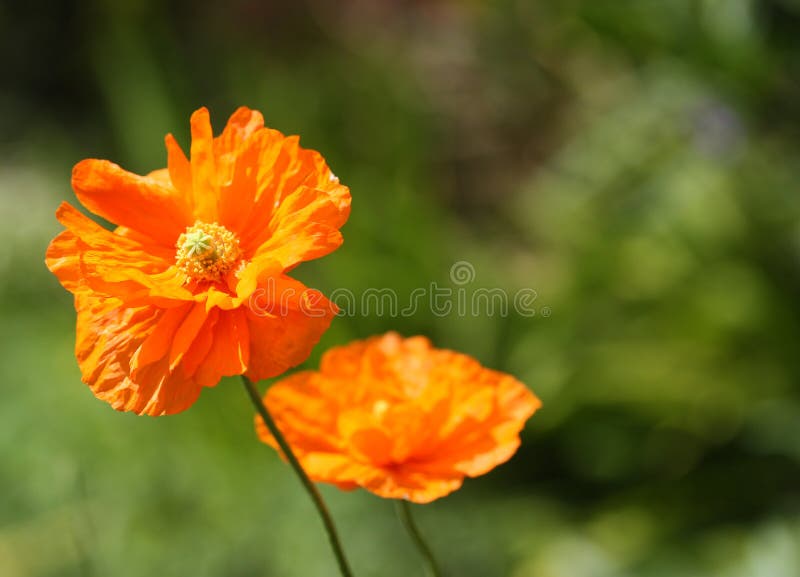 Chinese Globeflower Flower stock photo. Image of high 17152036