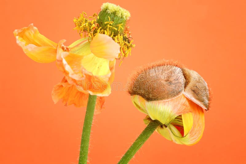 Portrait of old yellow poppy and poppy bulb (genus: Papaver) over orange background. Characterized to have nodding buds with crumpled petals in showy red, orange, yellow or white flowers. With copy space. Portrait of old yellow poppy and poppy bulb (genus: Papaver) over orange background. Characterized to have nodding buds with crumpled petals in showy red, orange, yellow or white flowers. With copy space.