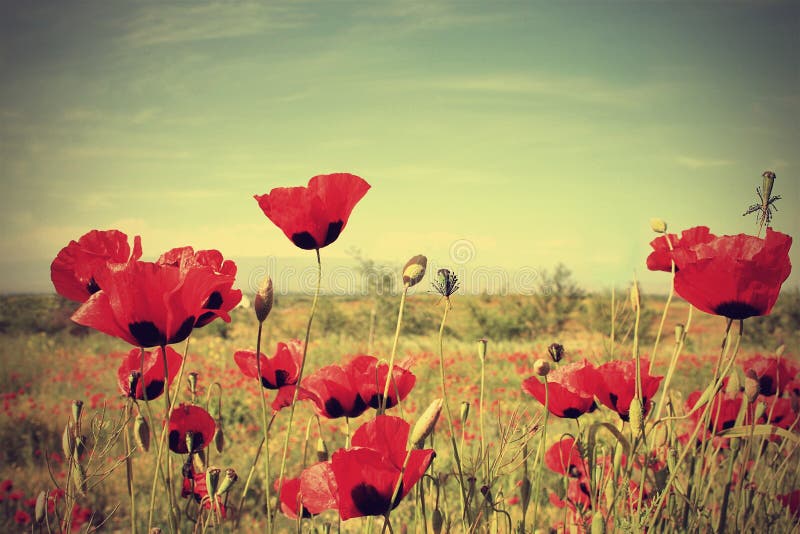 Poppy flowers