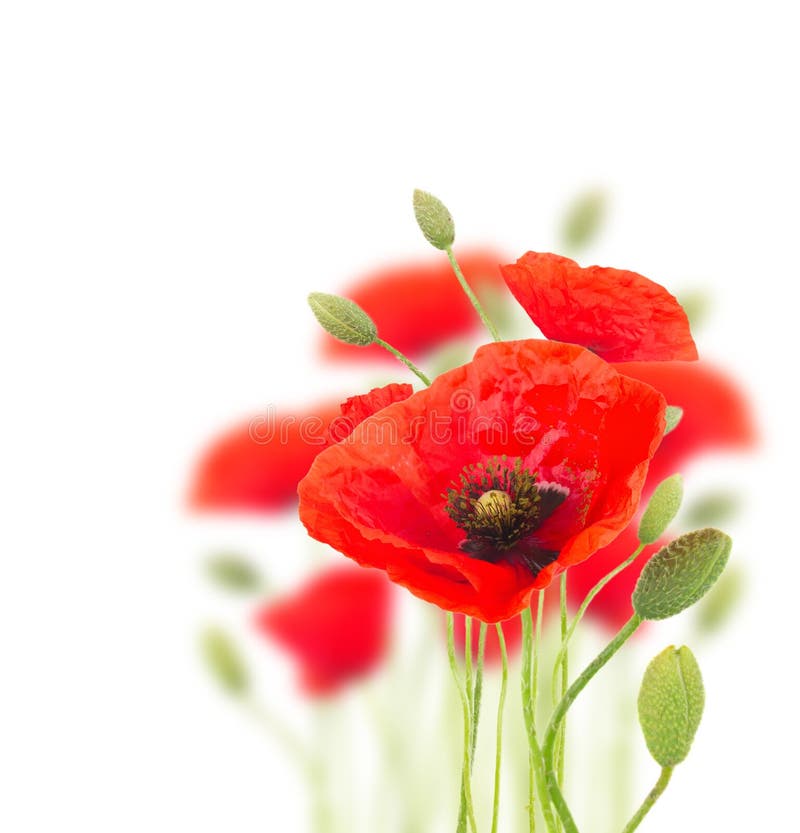 Poppy Flowers photos libres de droits Poppy Flowers photos libres de droits