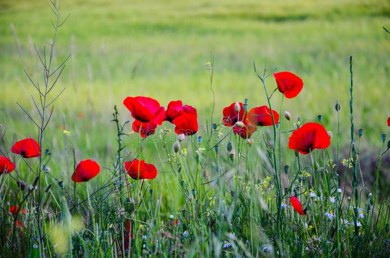 Poppy Flowers fotografia de stock Poppy Flowers fotografia de stock