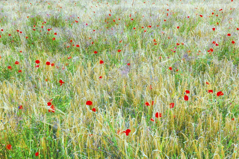 Poppy flowers with ble sky