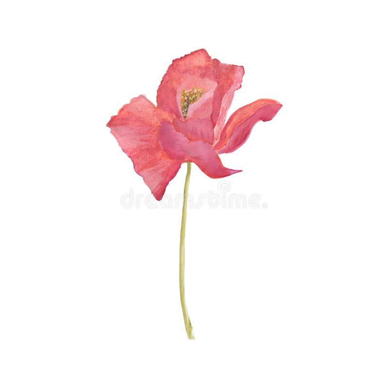 Poppy Flowers Blom- illustration för handattraktionvattenfärg stock illustrationer Poppy Flowers Blom- illustration för handattraktionvattenfärg stock illustrationer