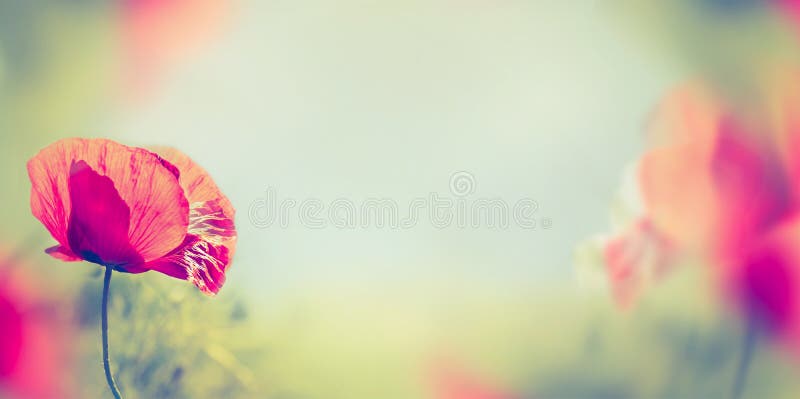 Poppy flowers on blurred nature background, banner