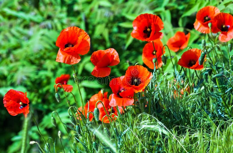 Poppy Flowers in the Garden Stock Image Image of petal, closeup 61389843