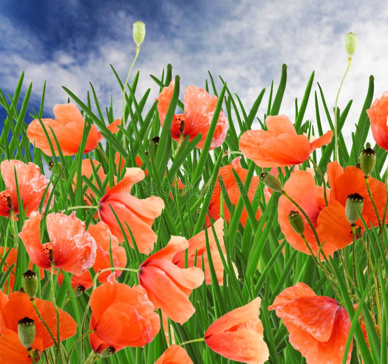 poppy flowers, green grass and cloudy blue sky